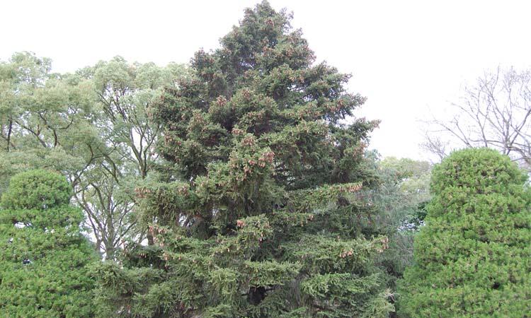 Ejemplar Picea torano