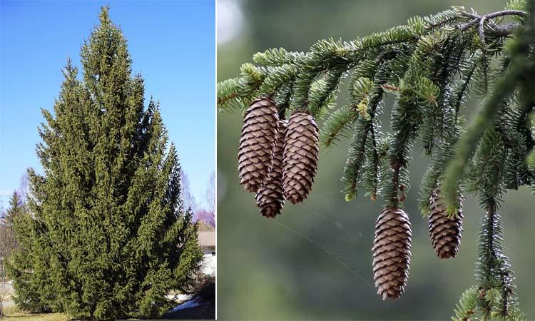 Picea abies