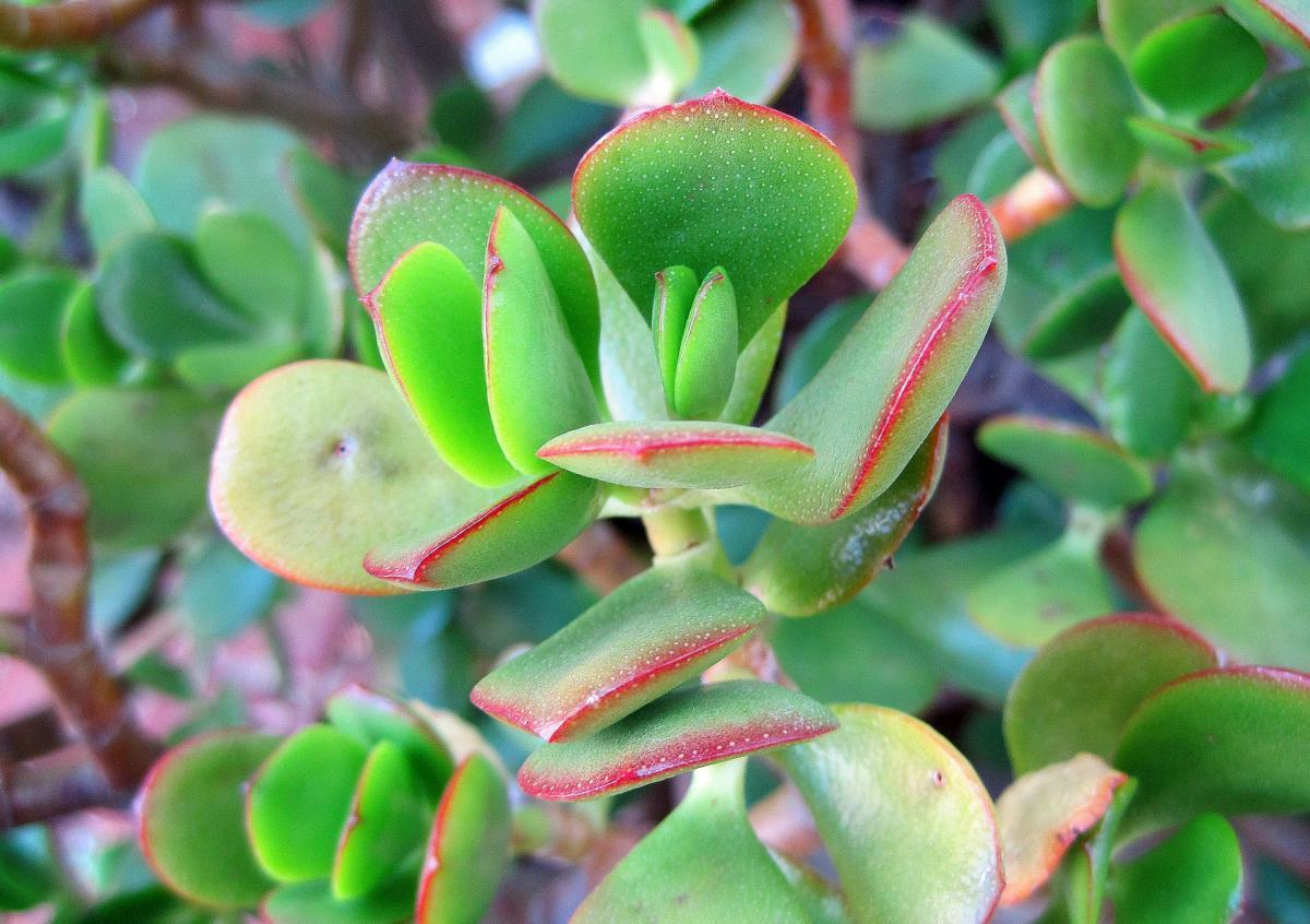 La Crassula ovata pertenece a la familia Crassulaceae