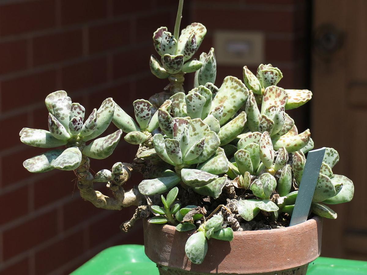 Los Adromischus son plantas crasas