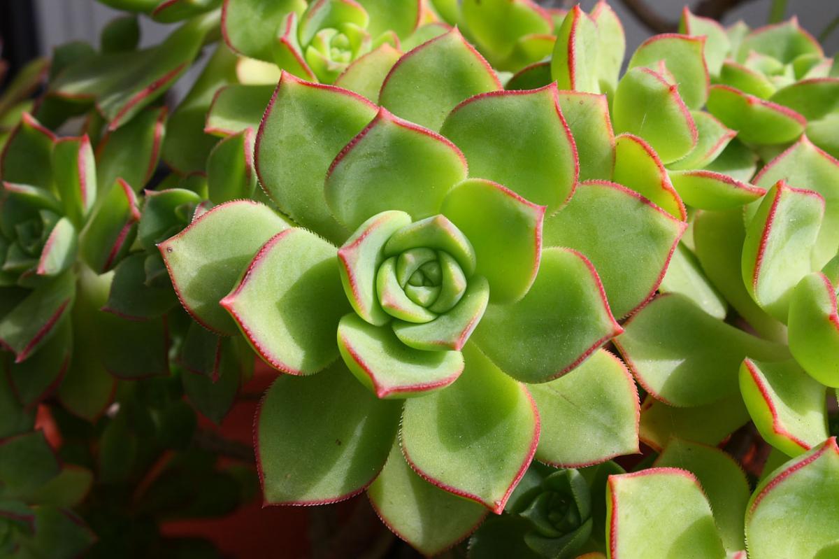 Los Aeonium son plantas subarbustivas