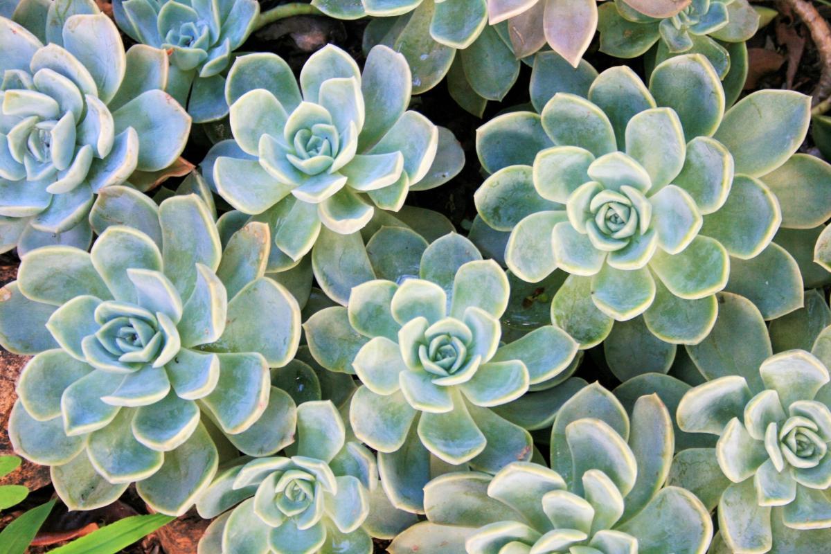 Las Echeveria son crasul&aacute;ceas perennes