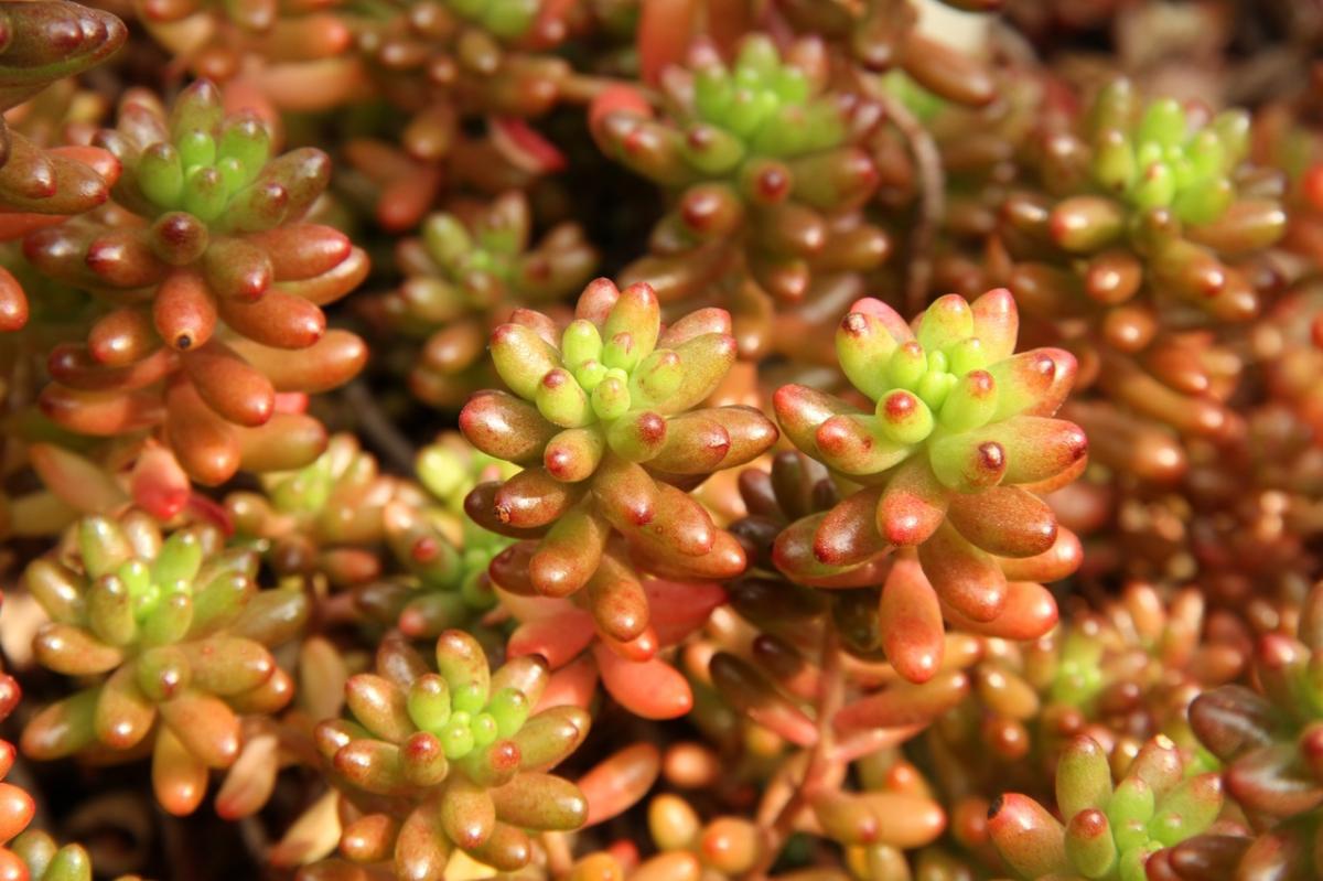 El Sedum es un g&eacute;nero de plantas crasul&aacute;ceas