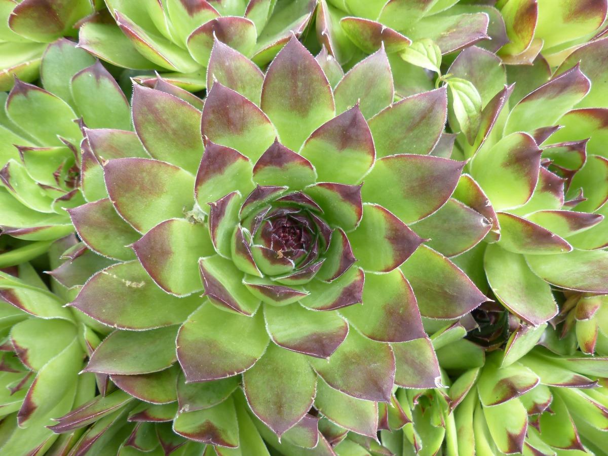 Los Sempervivum son herb&aacute;ceas suculentas