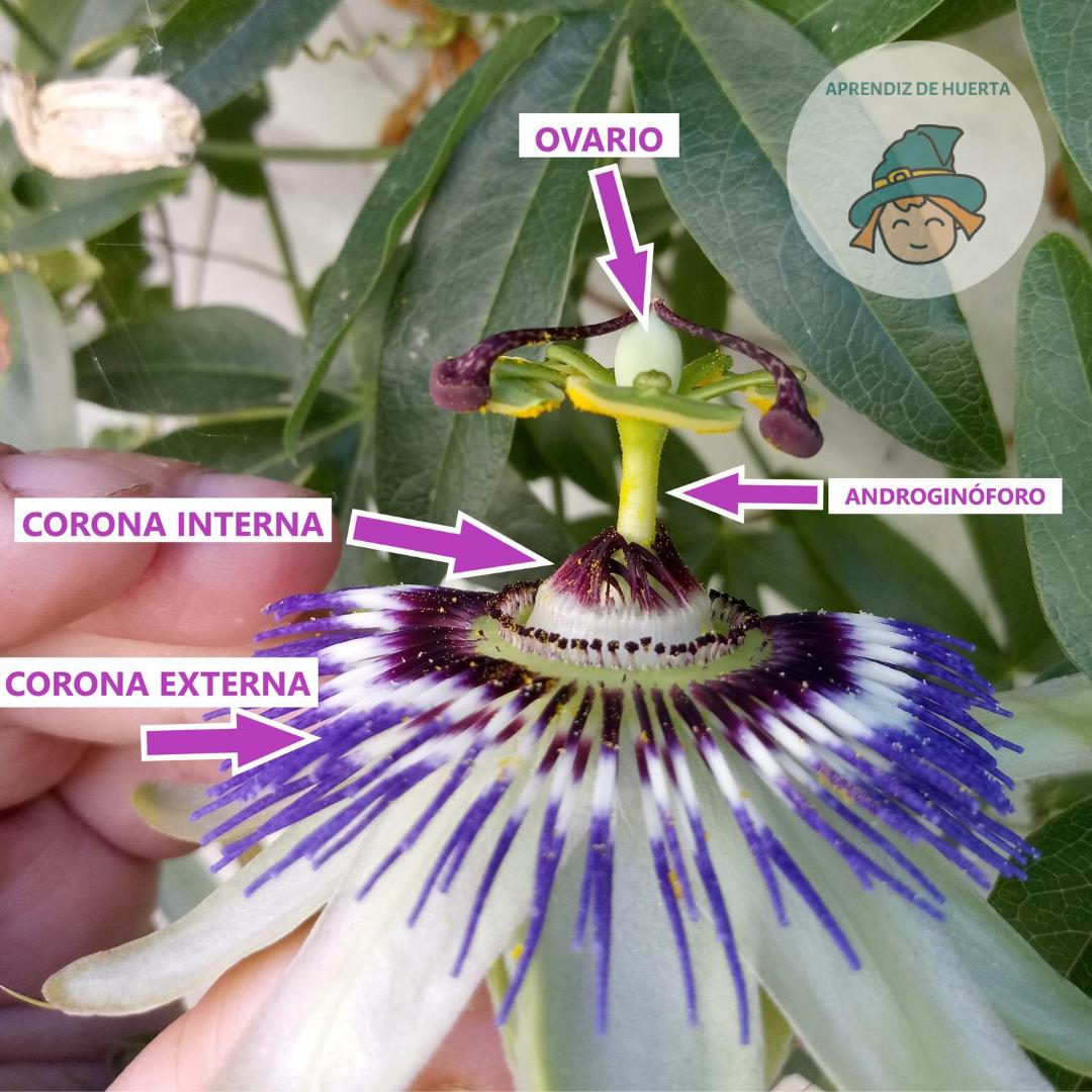 Passiflora Caerulea Partes De La Flor Y Polinización Plantas 5139