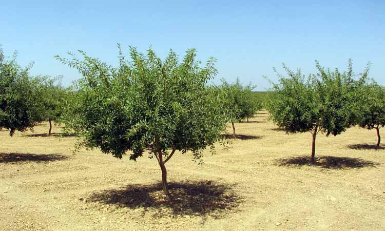 Variedades de almendro Antoñeta