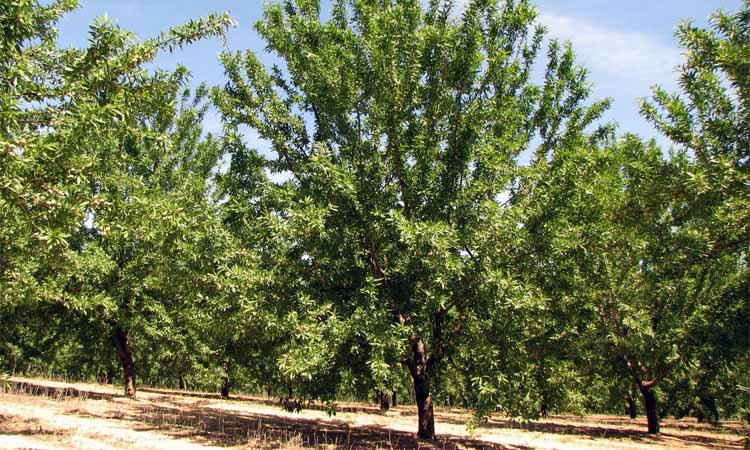 Almendro variedad Marta