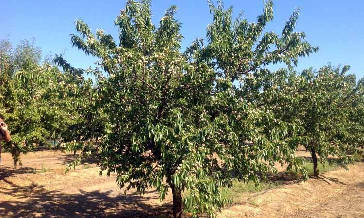 Variedades de almendro Penta