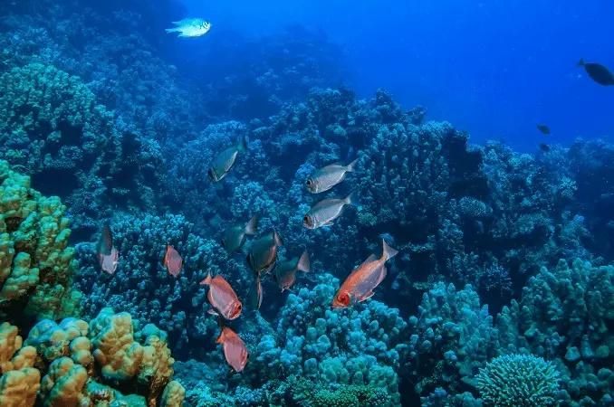 Cómo duermen los peces