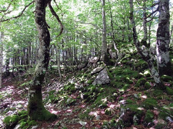 Mil ojos en este tramo, que algunas marcas del SL parecen camuflarse entre la vegetación