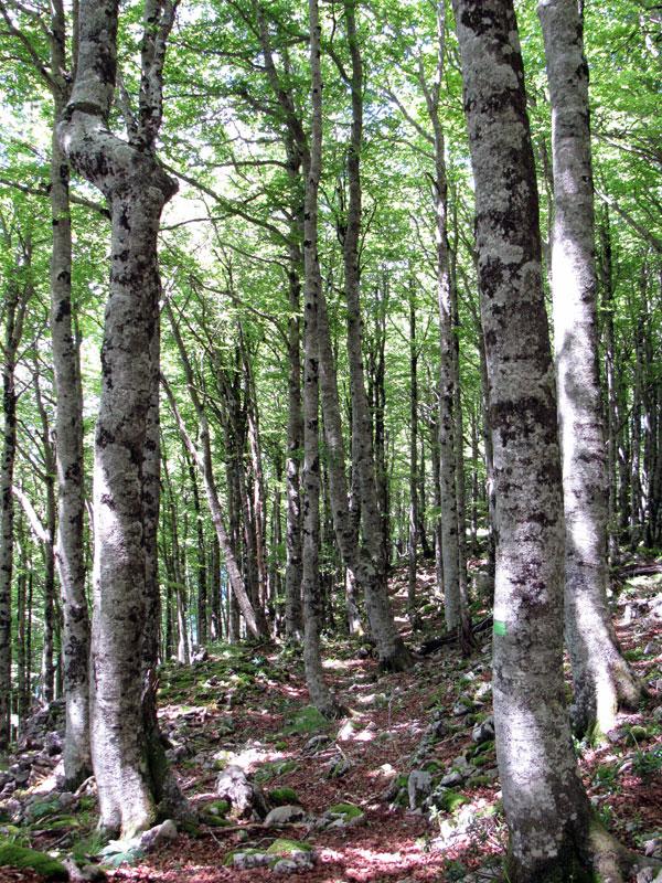 Entramos de nuevo en el bosque, al abrigo de la sombra