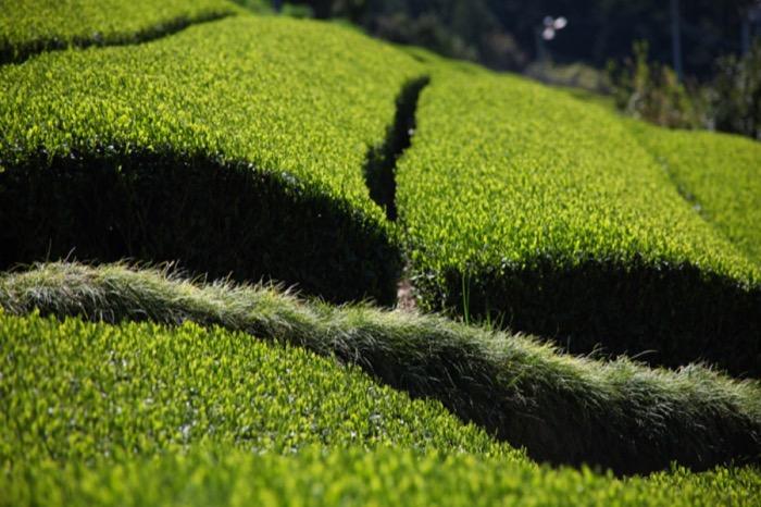 Plantacion de te fukamushi cha con chagusaba