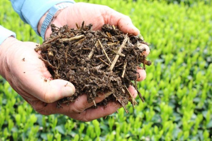 compost de Chagusaba