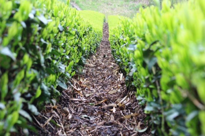 planntacion de te fukamushi cha de chagusaba