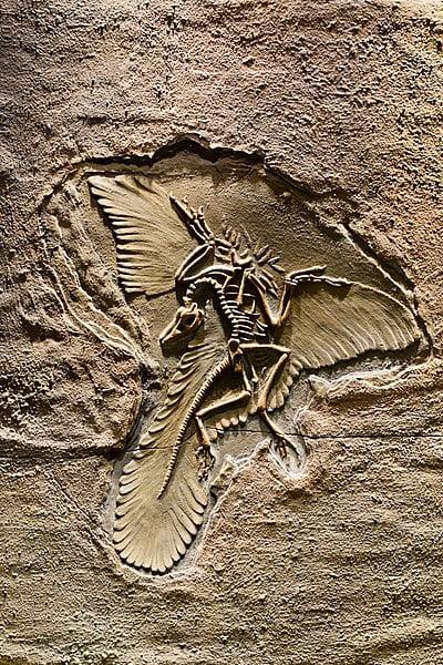 archaeopteryx cómo era