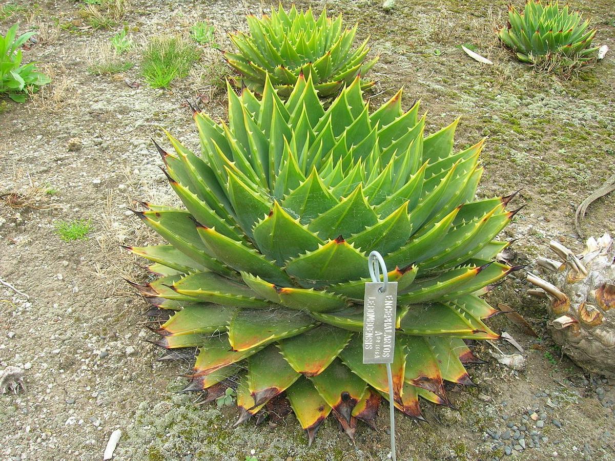 Vista del Aloe polyphylla sin flor