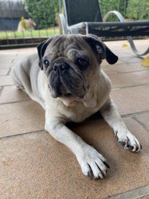 Hace una semana, despues de un año de barf 12 kg Con musculatura