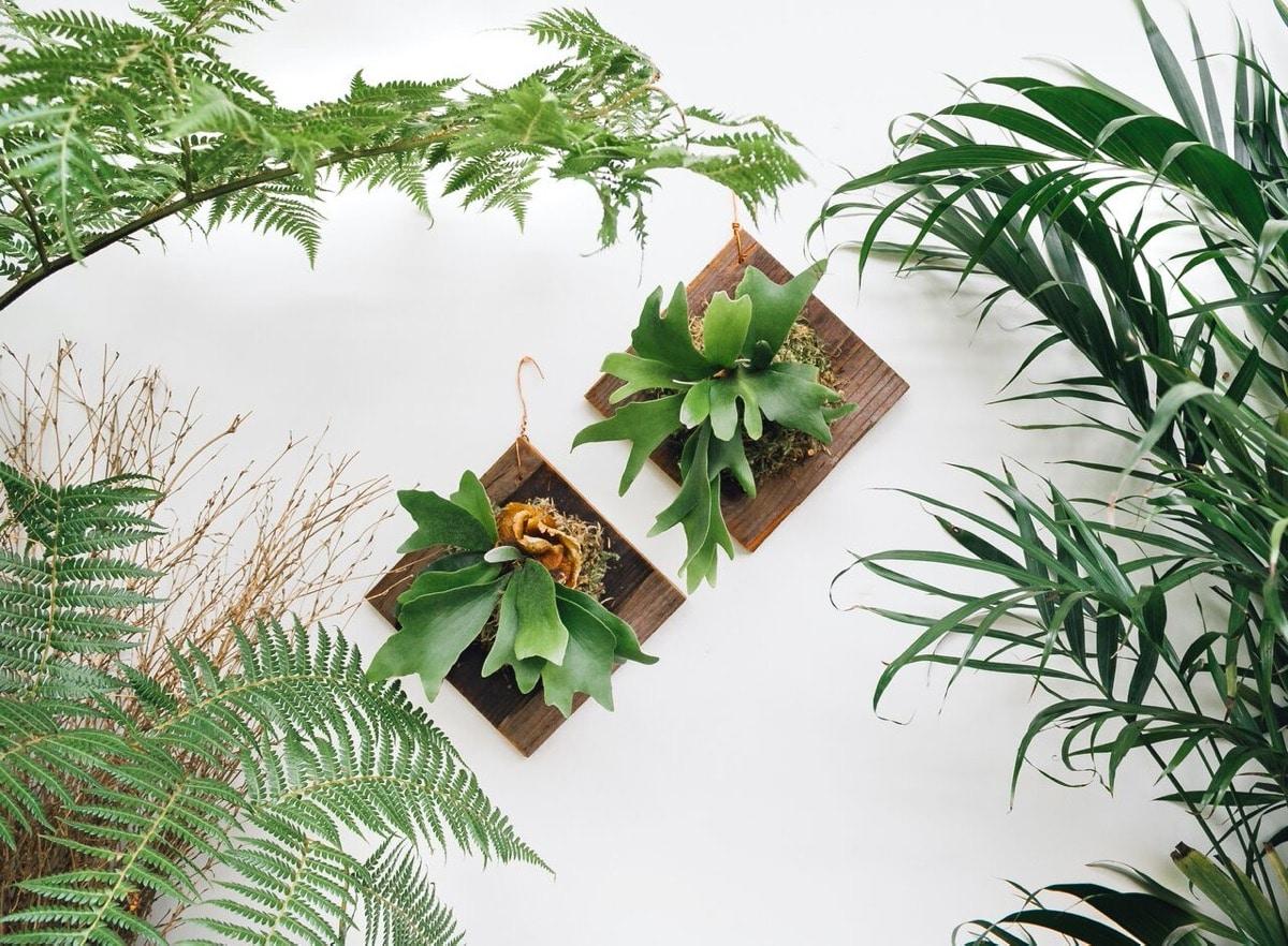 decorar con helechos