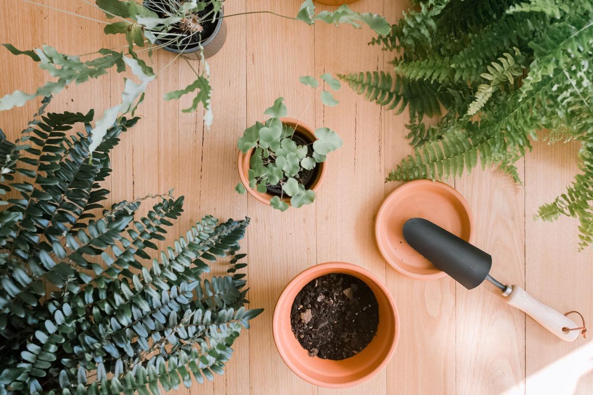 decorar con helechos