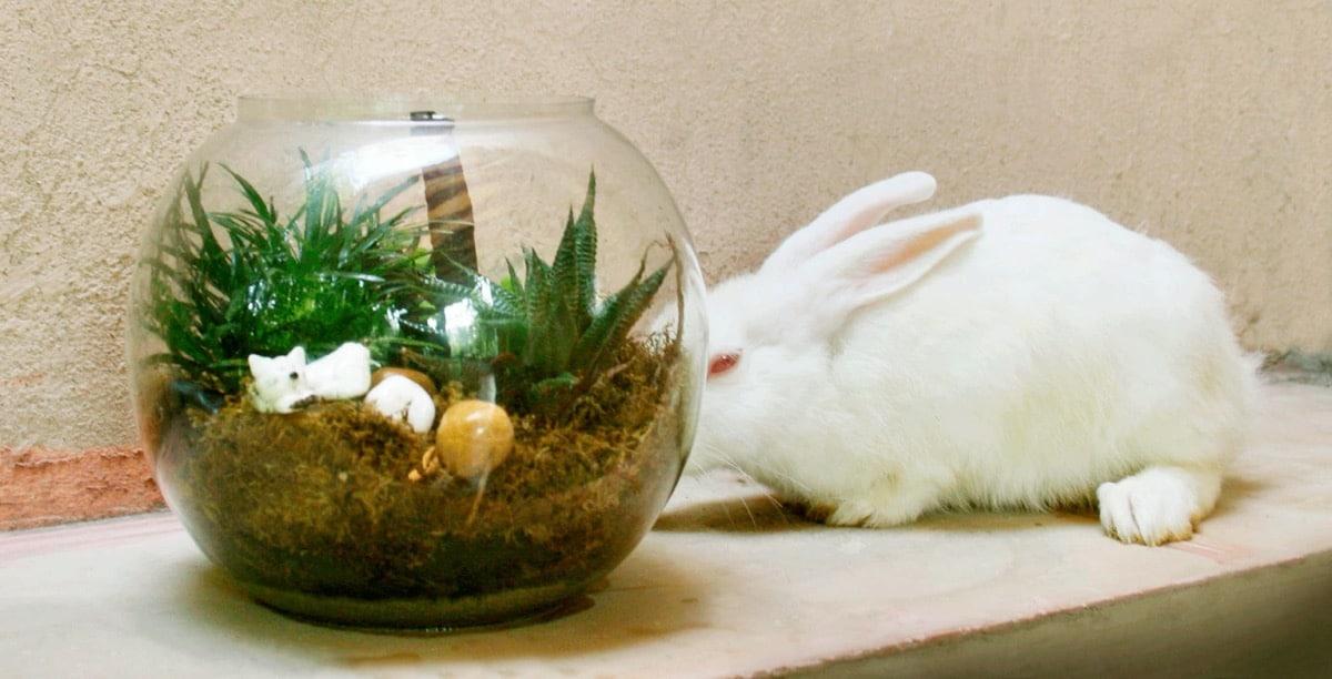 decorar con helechos