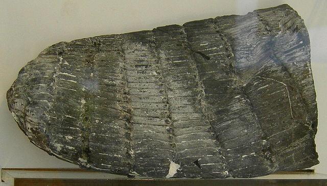 calamites extinto