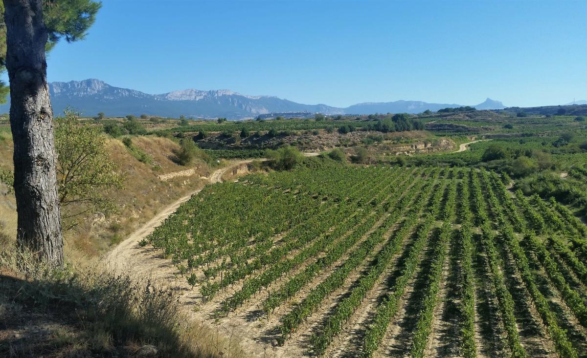 Viñas en bodegas Murua