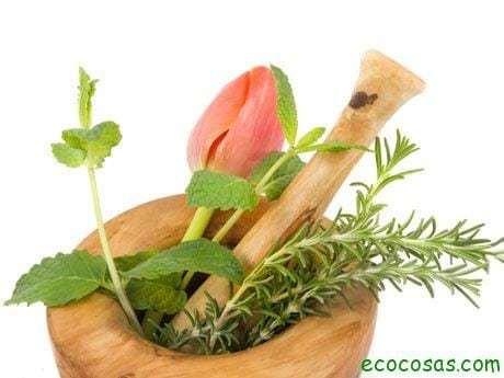 consejos para recolectar plantas medicinales