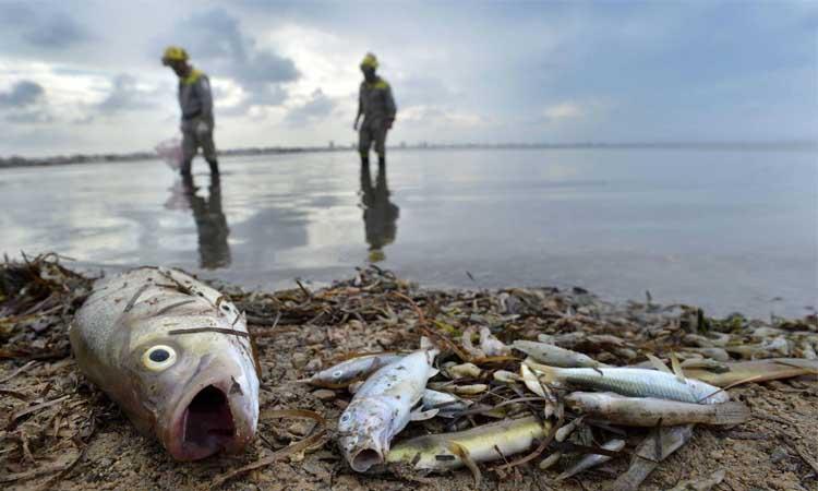 Eutrofización del agua