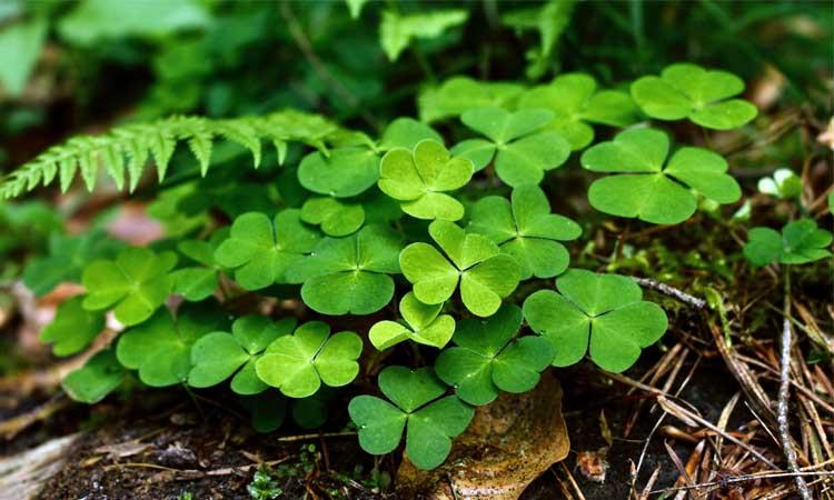 Trébol de cuatro hojas