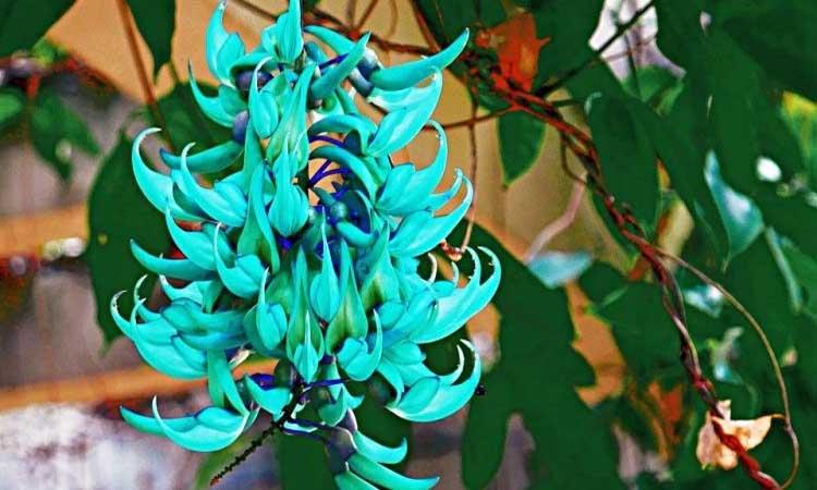 plantas en peligro de extinción flor de jade