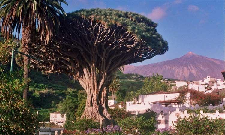 Drago milenario de Tenerife