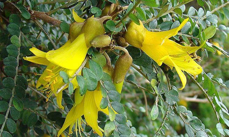 Sophora Toromiro plantas en peligro de extinción