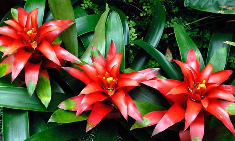 Plantas bromelias