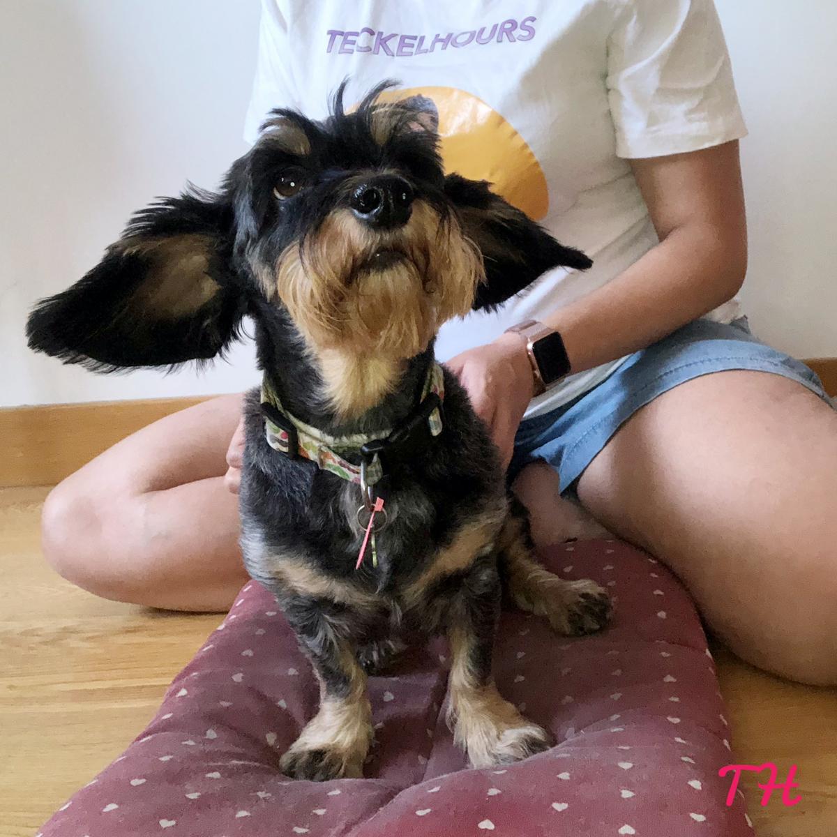 Shiatsu para animales