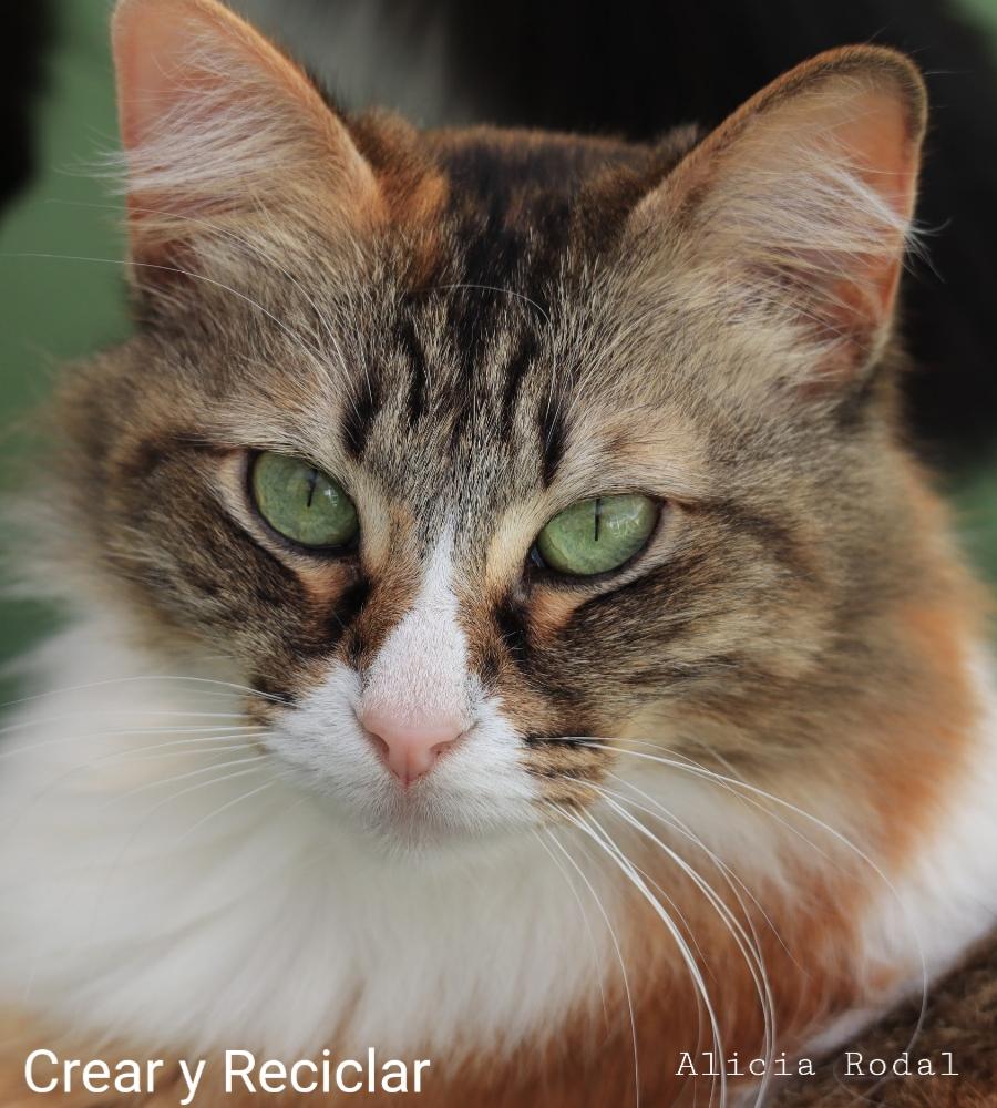 En este post te quiero mostrar algunas de las cosas que hacemos mi familia y yo en nuestro hogar, con el tema del reciclaje