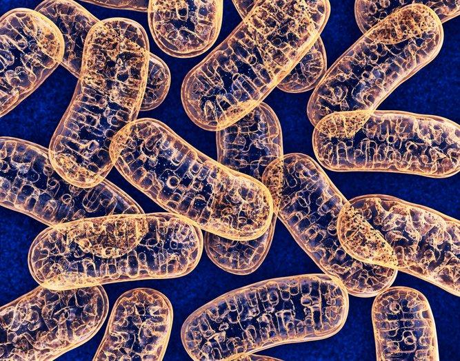 La medicina mitocondrial al rescate de sus células 1
