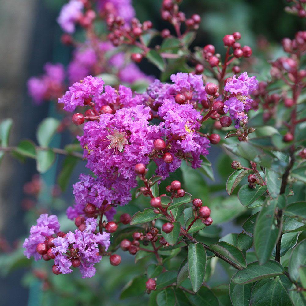 Lagerstroemia-indica-flor