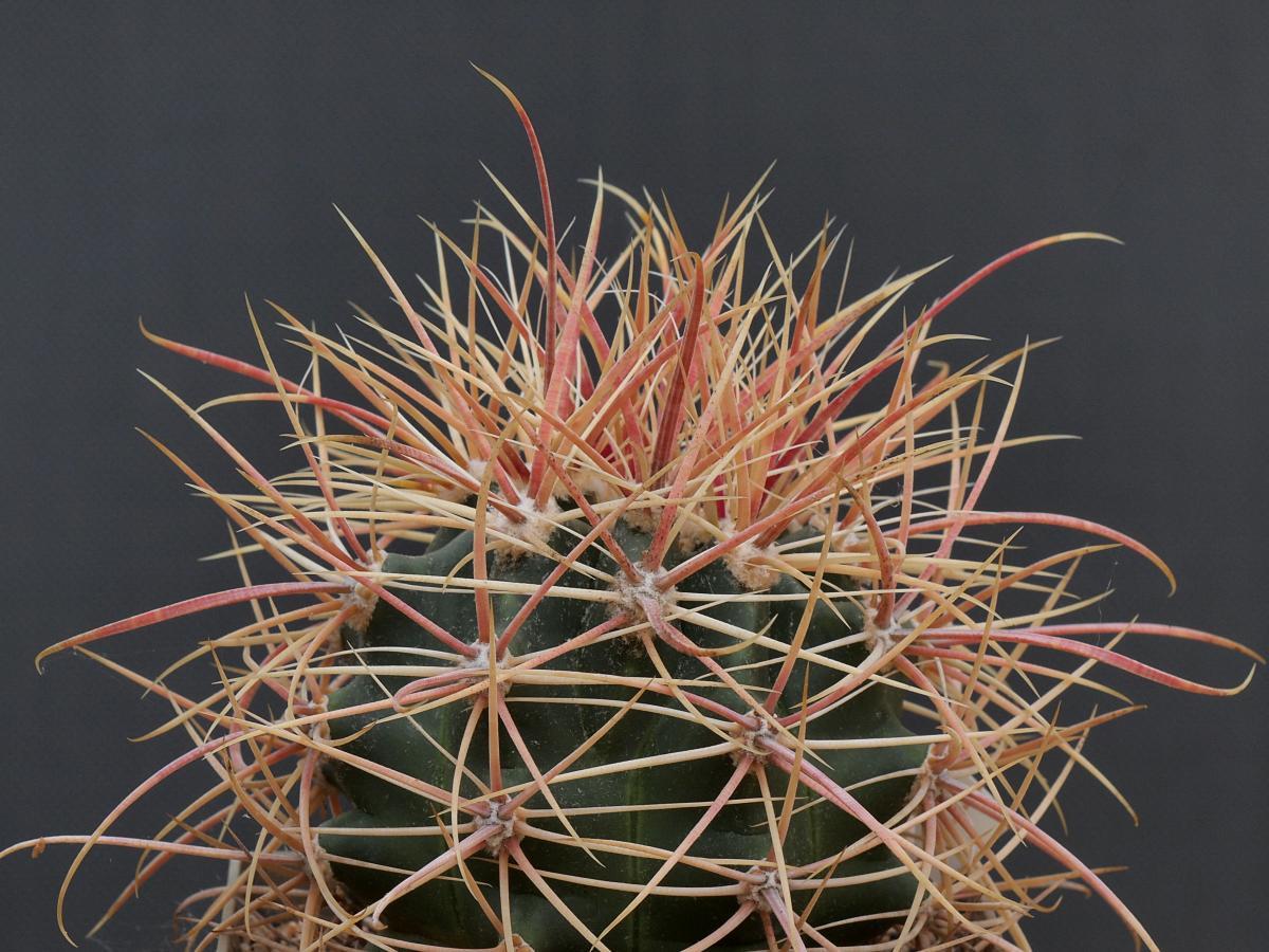 Vista del Ferocactus acanthodes