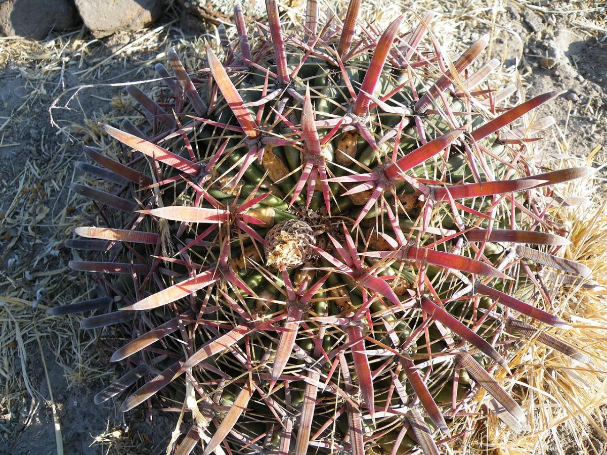 Vista del Ferocactus latispinus