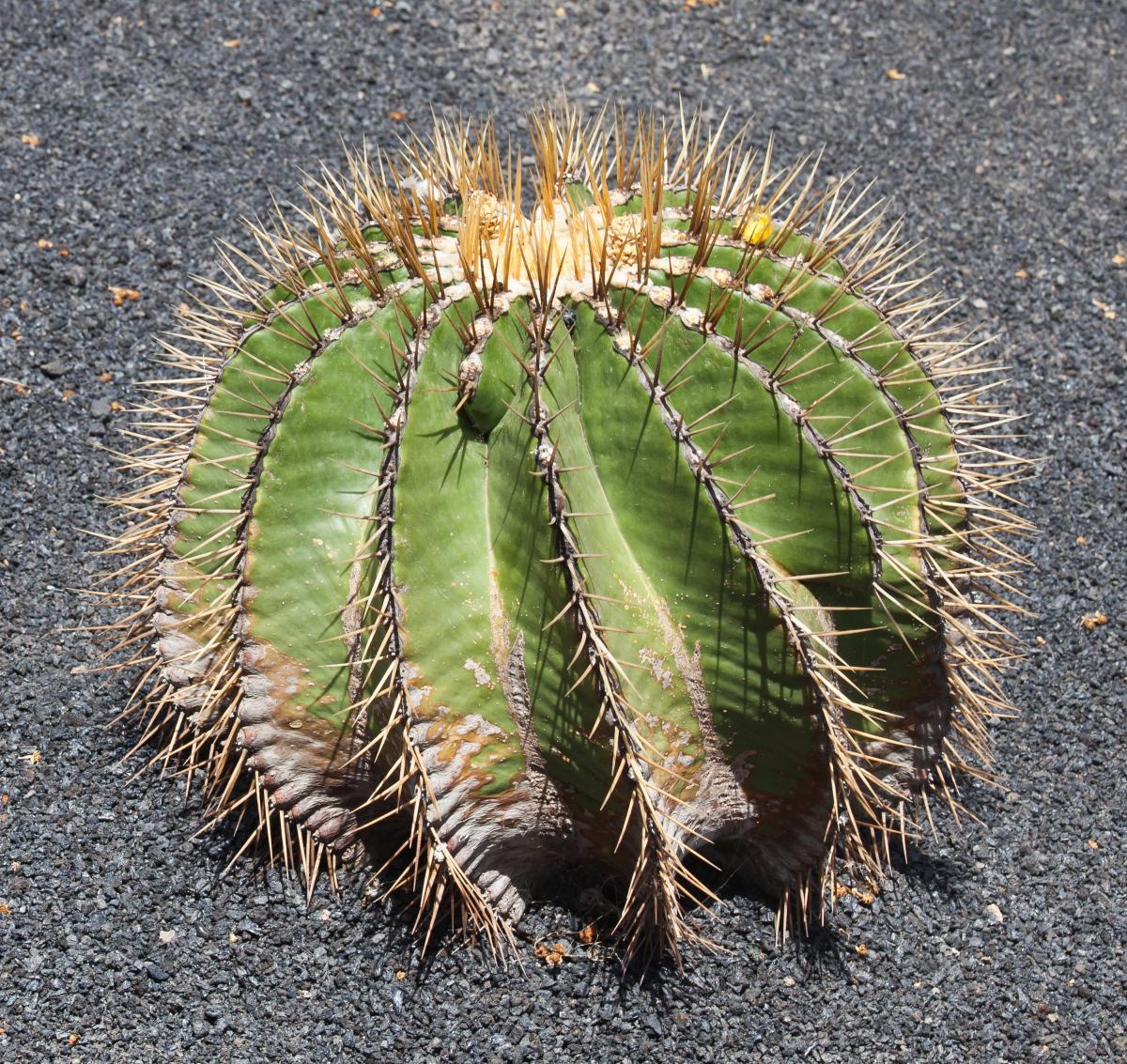 Vista del Ferocactus schwarzii