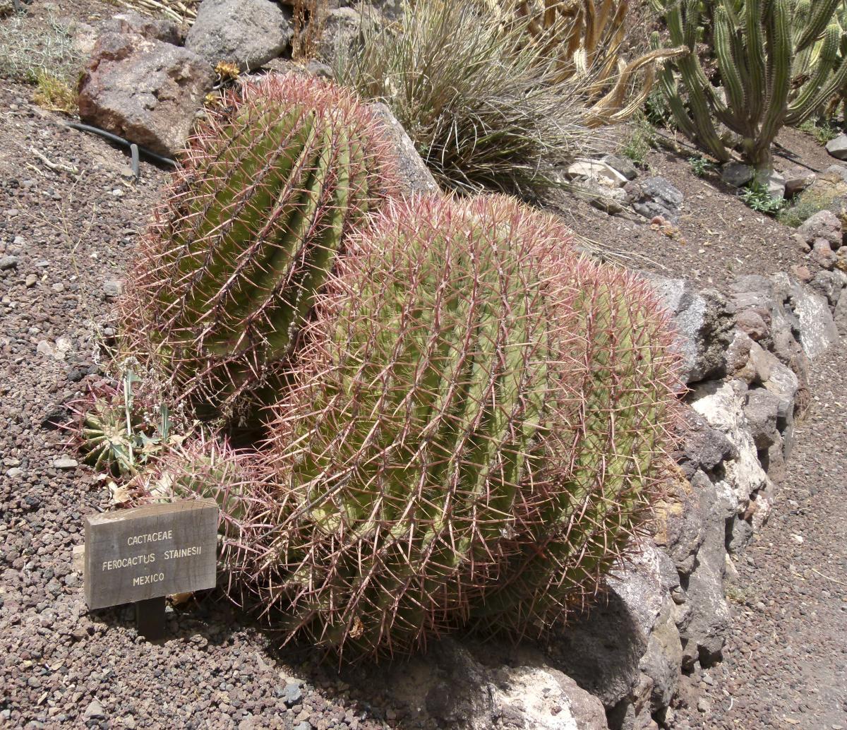 Vista del Ferocactus stainesii