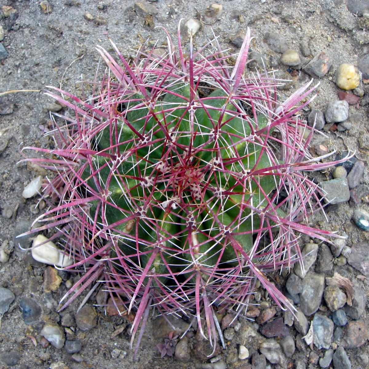 Vista del Ferocactus wislizenii
