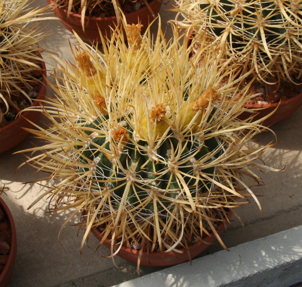 Vista del Ferocactus chrysacanthus