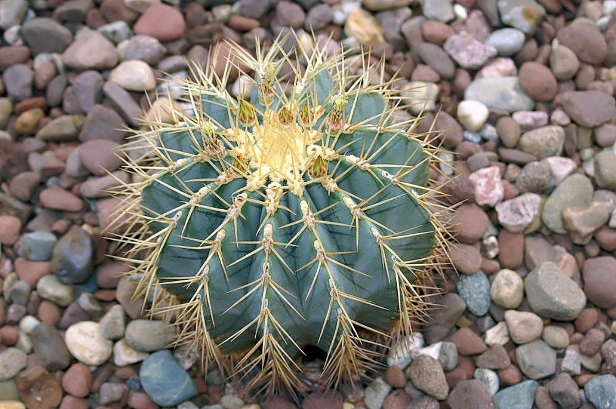 Vista del Ferocactus glaucescens