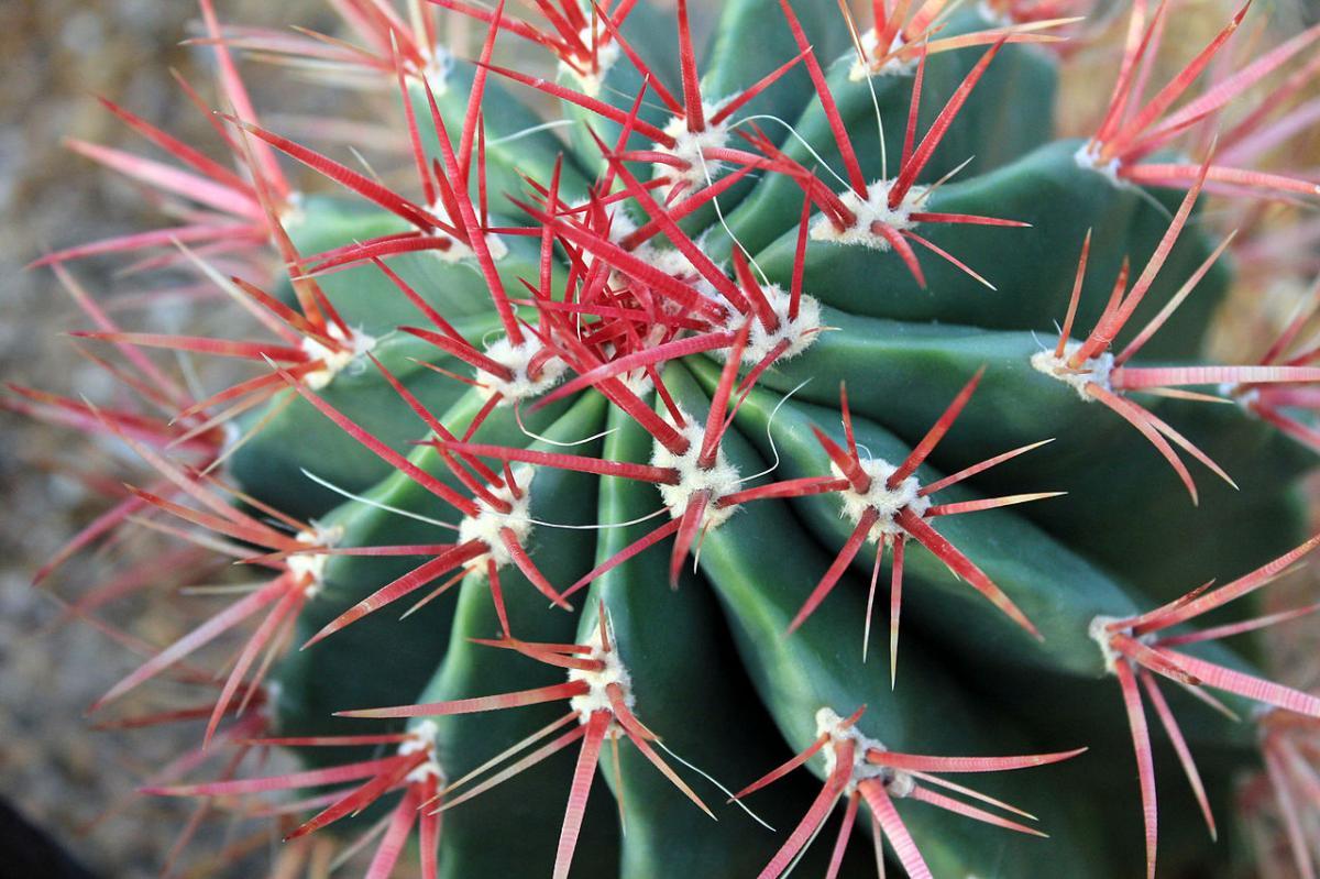 Vista del Ferocactus gracilis