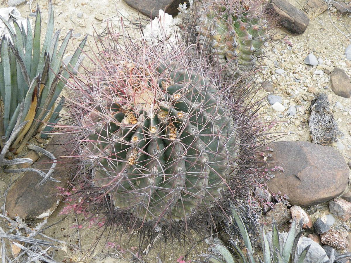 Vista del Ferocactus hamatacanthus