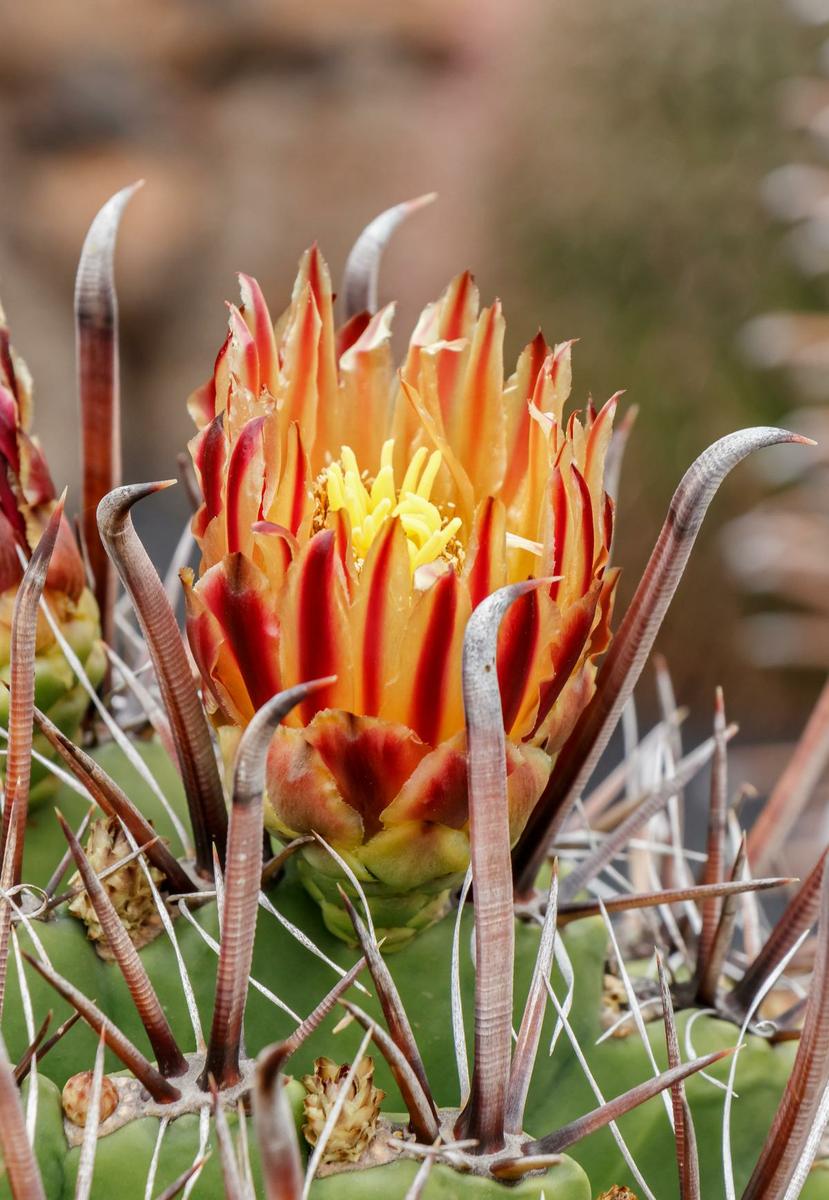 Vista de la flor del Ferocactus herrerae