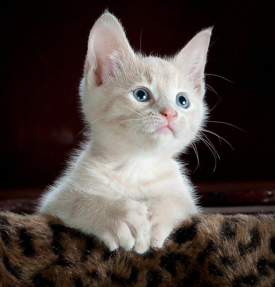 gato-blanco