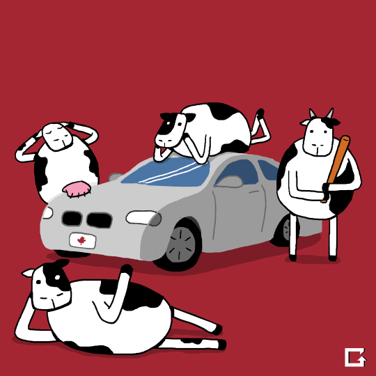 vacas en coche