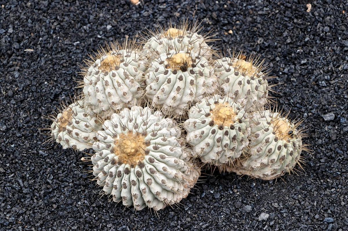 Vista de la Copiapoa cinerea